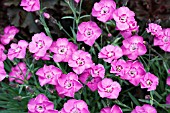 DIANTHUS WHATFIELD JOY