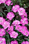 DIANTHUS WHATFIELD JOY