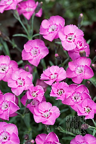 DIANTHUS_WHATFIELD_JOY