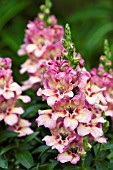 ANTIRRHINUM PEACHY