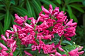 PENSTEMON PINACOLADA ROSY RED