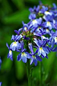 LOBELIA VALIDA TRUE BLUE