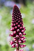 LYSIMACHIA BEAUJOLAIS