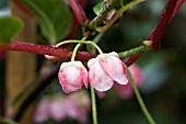 ACTINIDIA PILOSULA FLOWERS