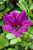 CLEMATIS ROYAL VELVET