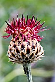 CENTAUREA ORIENTALIS