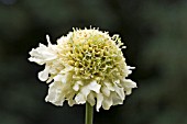 CEPHALARIA RADIATA