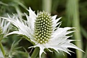 ERYNGIUM OLIVERIANUM