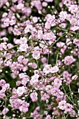 GYPSOPHILA FESTIVAL PINK