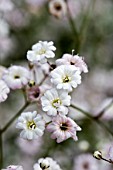 GYPSOPHILA FESTIVAL WHITE