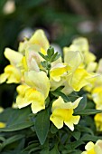 ANTIRRHINUM FRUIT SALAD CARAMBOLA