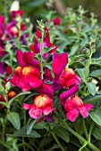 ANTIRRHINUM FRUIT SALAD CRANBERRY