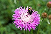 CENTAURA JOHN COUTTS WITH BUMBLE BEE