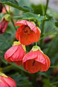 ABUTILON LITTLE RED SUN