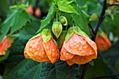 ABUTILON MARION