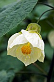 ABUTILON WHITE TRUMPET