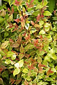 ABELIA MARDI GRAS