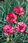 DIANTHUS COSMIC SWIRL RED