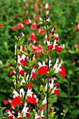 SALVIA HOT LIPS