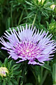 STOKESIA KLAUS JELITTO