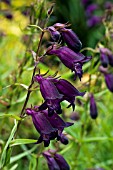 PENSTEMON MEXICALI PENNINE RACHEL