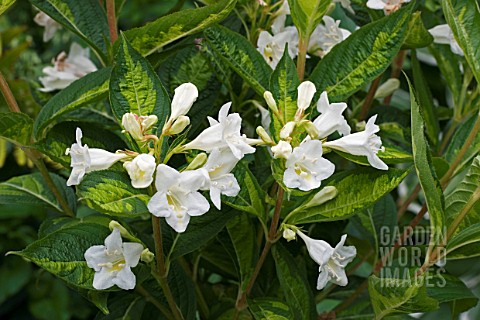 WEIGELA_MILK_AND_HONEY