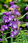 PENSTEMON MINI BIRD LILAC