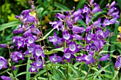 PENSTEMON MINI BIRD LILAC