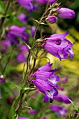PENSTEMON MEXICALI PENNINE ELLIE