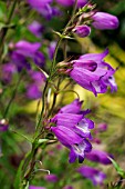 PENSTEMON MEXICALI PENNINE ELLIE