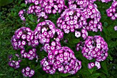 PHLOX PURPLE EYE FLAME