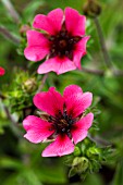 POTENTILLA RON MC BEATH