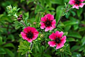 POTENTILLA RON MCBEATH