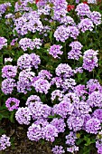 VERBENA SEABROOKS LAVENDER