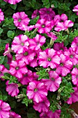 PETUNIA SUPERTUNIA RASPBERRY BLAST