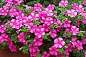 PETUNIA SUPERTUNIA RASPBERRY BLAST