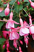 FUCHSIA BEACON ROSA