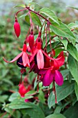 FUCHSIA BRUTUS