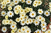 ARGYRANTHEMUM CITRONELLE