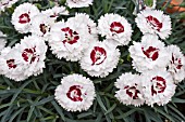 DIANTHUS COCONUT SUNDAE