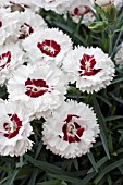 DIANTHUS COCONUT SUNDAE