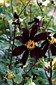 DAHLIA DARK DESIRE