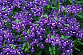 NEMESIA FLEURIE BLUE