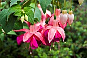 FUCHSIA GARDEN NEWS