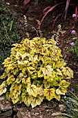 HEUCHERELLA STOPLIGHT