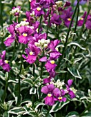 NEMESIA JUBILEE