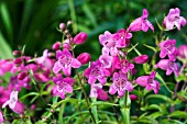 PENSTEMON MINI BIRD PINK