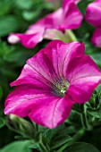 PETUNIA SUPERTUNIA RASPBERRY BLAST