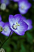 CAMPANULA SAMANTHA