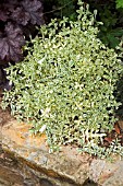 SILENE DRUETTS VARIEGATED